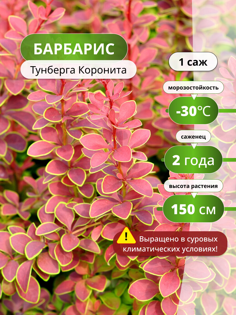 Барбарис Тунберга Коронита (Coronita) / саженец барбариса, декоративный