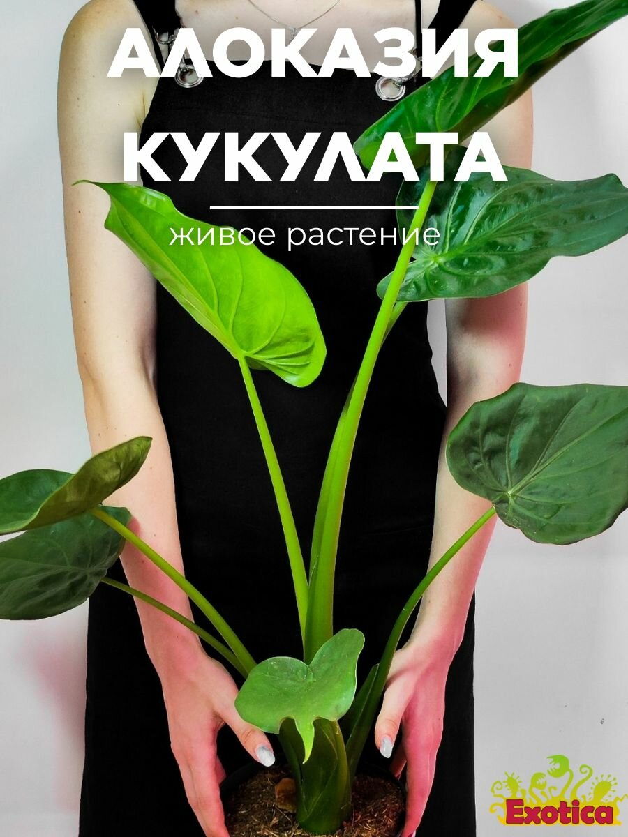 Алоказия Кукулата (Alocasia Cucullata) D12см живой цветок