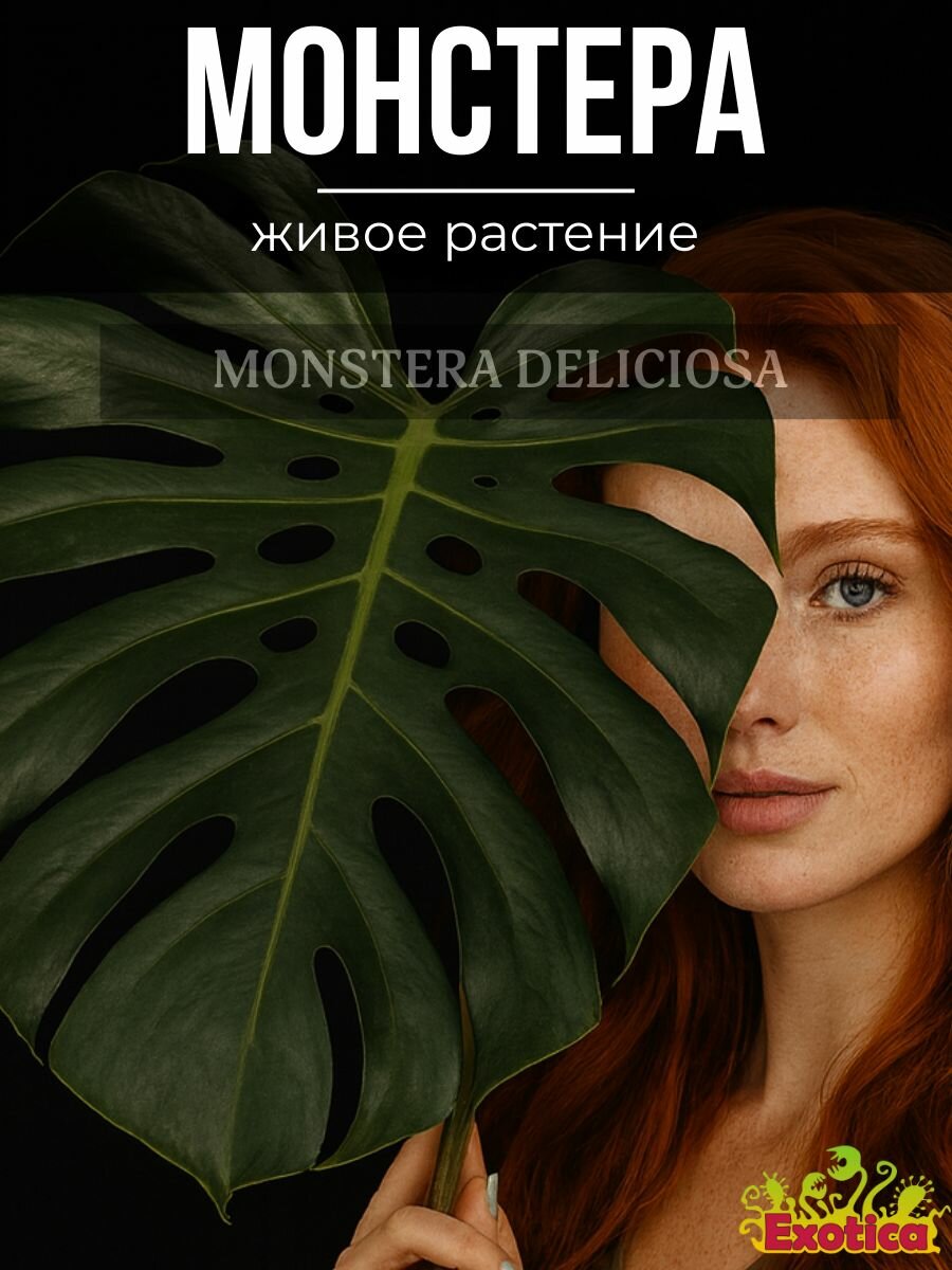Монстера Деликатесная (Monstera Deliciosa) D12см живое растение