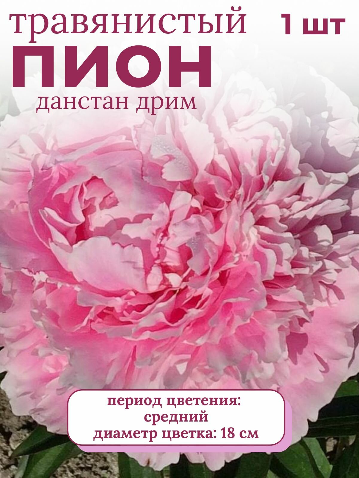 Пион травянистый многолетние цветы 1 шт