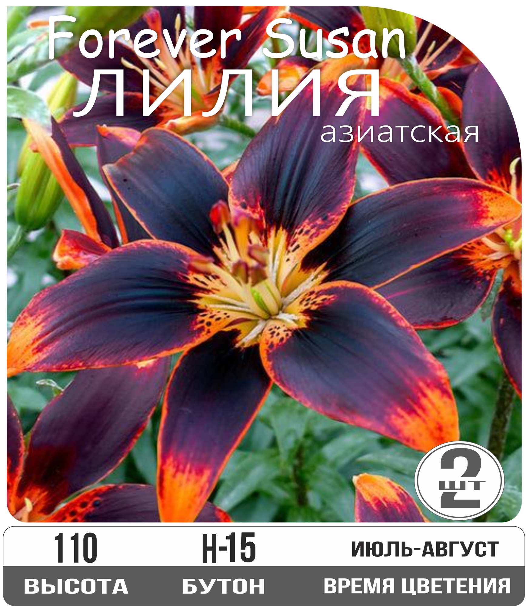 Лилия луковицы многолетние Форевер Сьюзан азиатская многолетник высота 110 см пурпурно-бордовый 2шт.