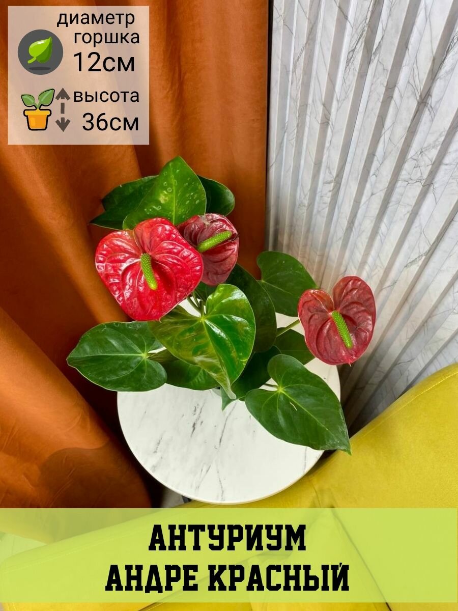 Антуриум Андре красный D12см H36см 1шт Нидерланды (9539)