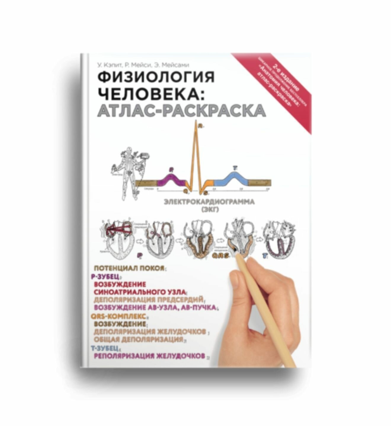 Физиология человека: атлас-раскраска