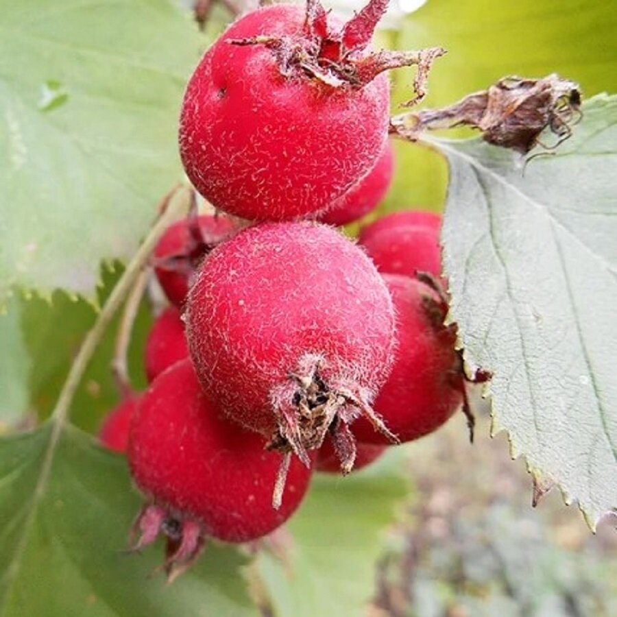 Семена Deodar SEEDS COMPANY Боярышник Арнольда крупный 50 шт.