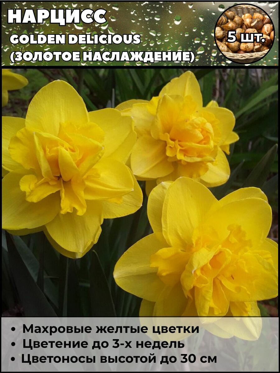 Нарцисс Золотое наслаждение луковицы 5 штук