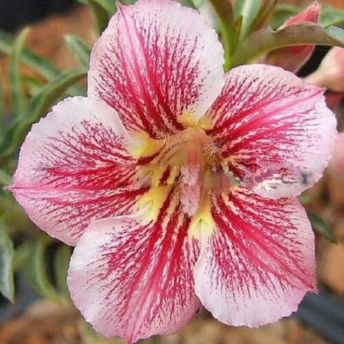 Адениум, Adenium Obesum Desert Rose DIAMOND PINK, семена, цветы