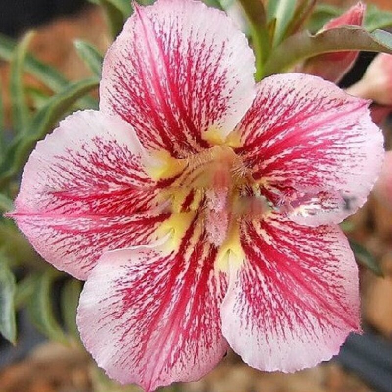 Адениум Adenium Obesum Desert Rose DIAMOND PINK семена цветы