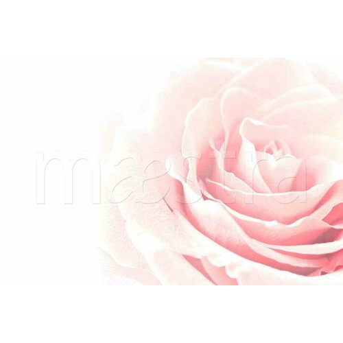 Фотообои Нежная роза нарядная 275x415 (ВхШ), бесшовные, флизелиновые, MasterFresok арт 10-242