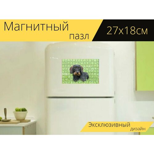 Магнитный пазл Такса, жесткошерстная такса, собака на холодильник 27 x 18 см.