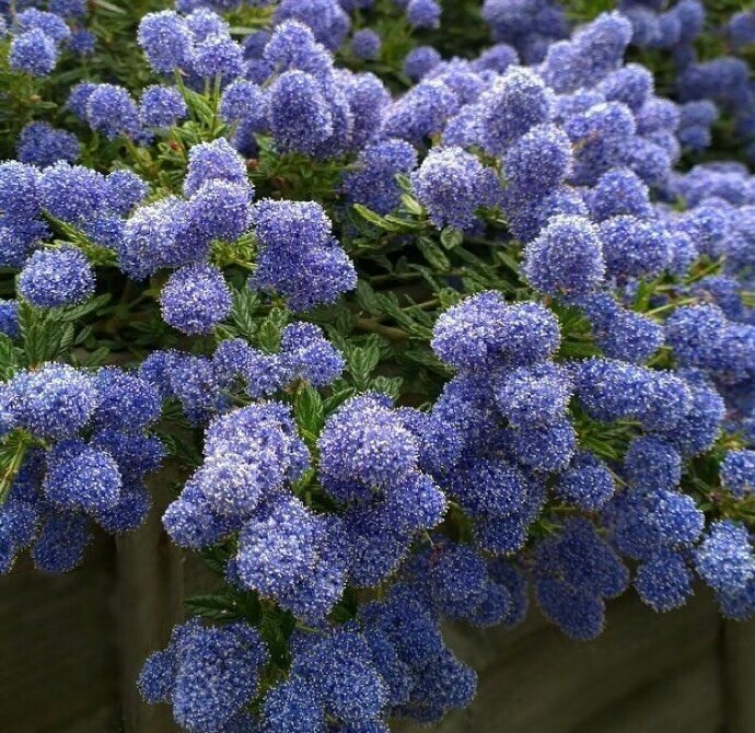 Цеанотус (Ceanothus)семена