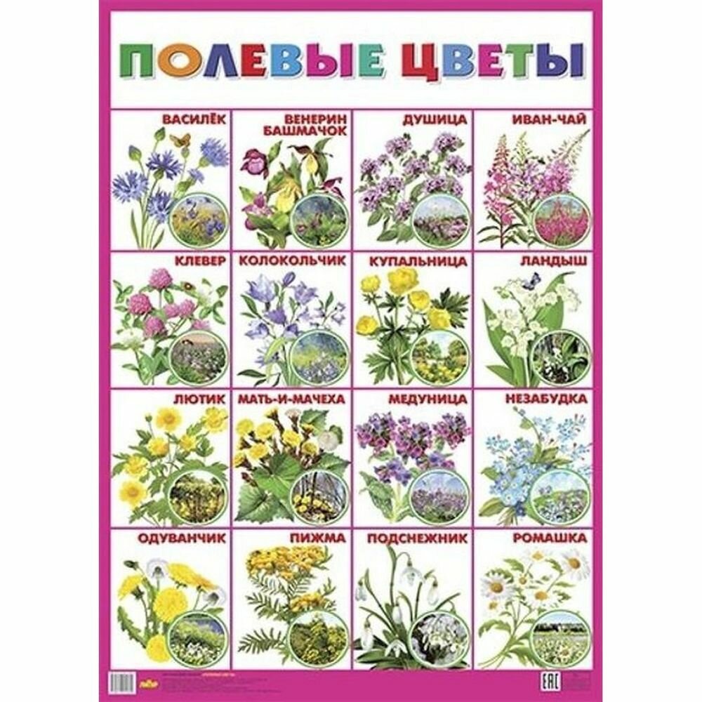 Обучающий плакат Литур Полевые цветы. 550х770 мм