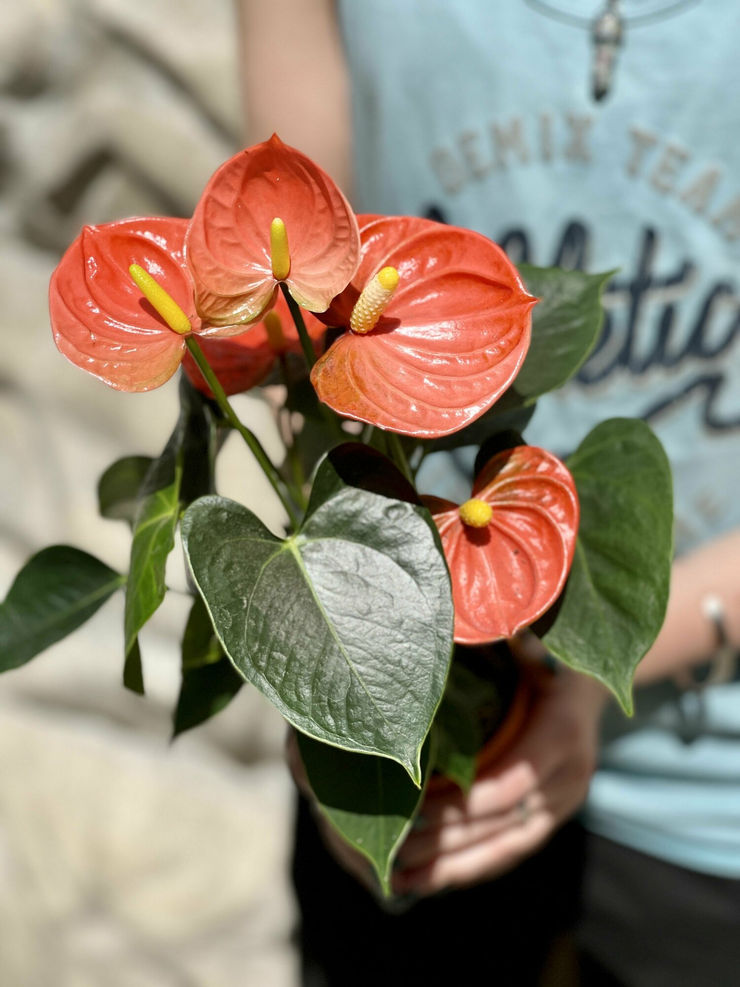 Антуриум Андре Оранжевый (лат. Anthurium Аndraeanum Arange) D85см