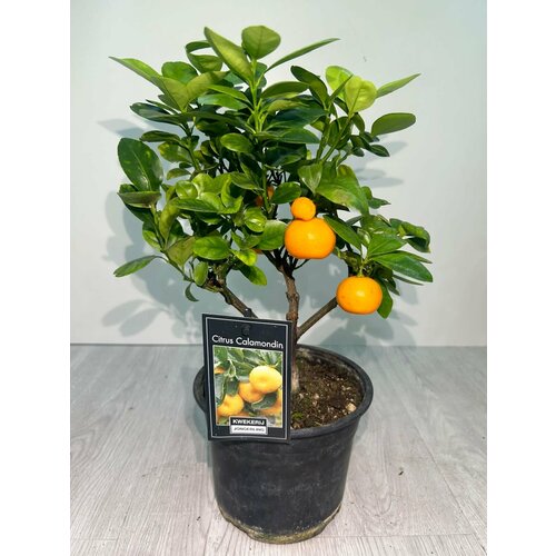 Цитрофортунелла Каламондин