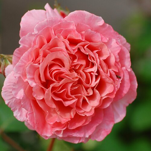 Роза парковая Лоран Каброль роза парковая тантау соул ø5 h35 см