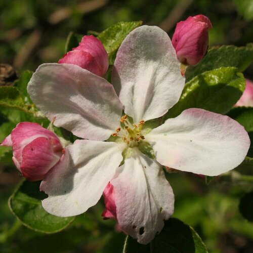 Яблоко Семеренко (лат. Malus Domestica) семена 5шт + подарочек