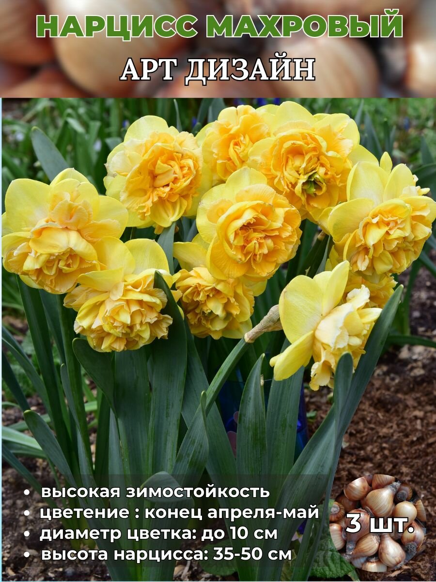 Нарцисс махровый. луковицы 3 штуки