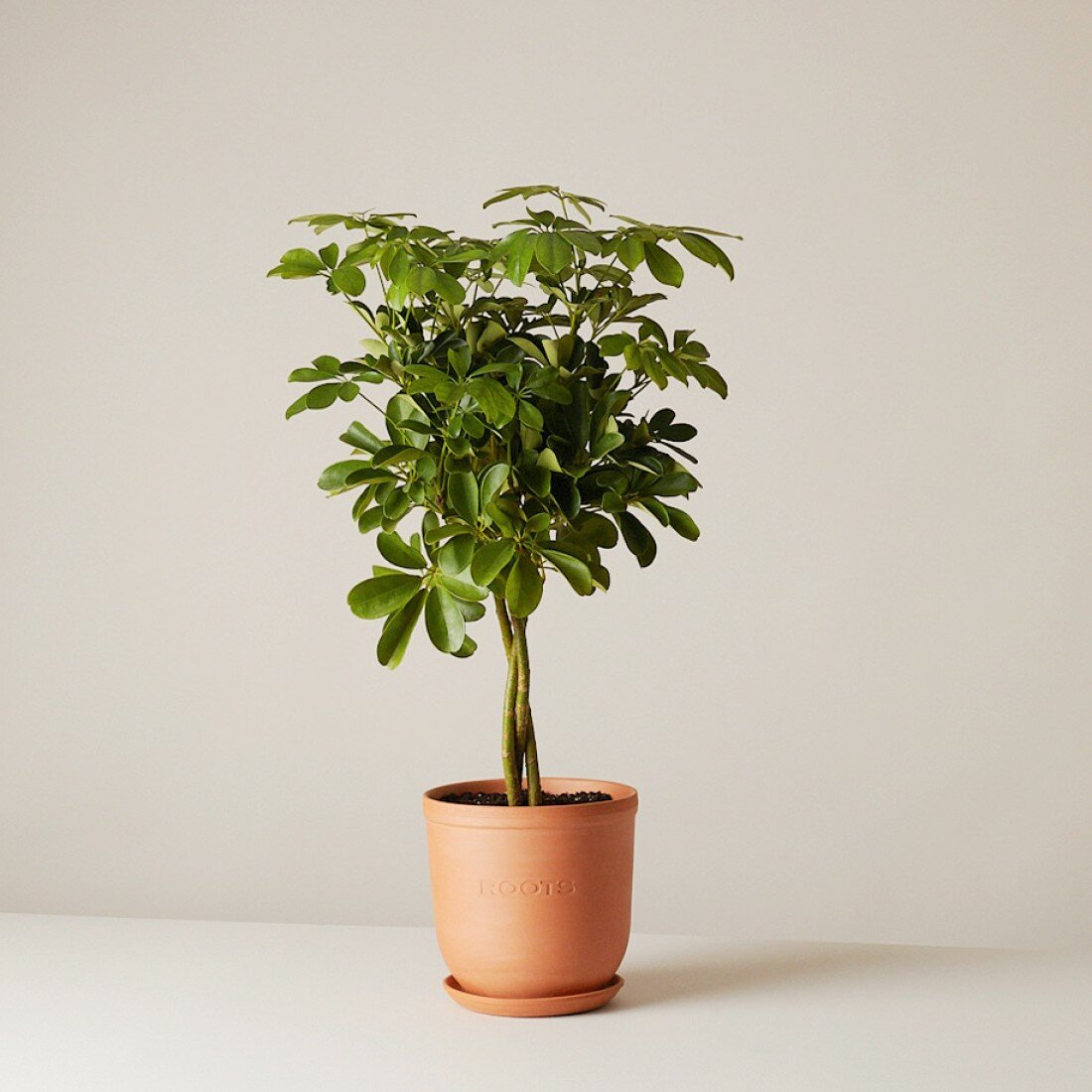 Шеффлера Нора d21