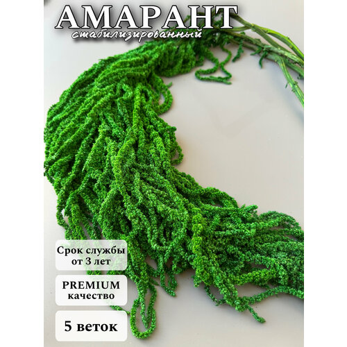 Амарант стабилизированный сухоцвет для декора зеленый