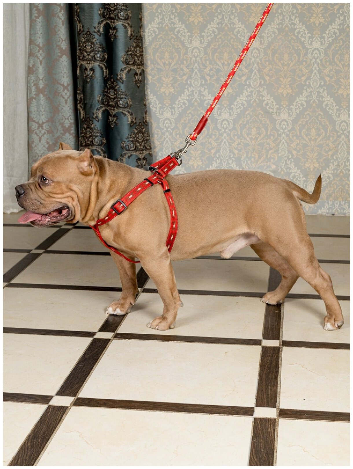Шлейка для собак Japan Premium Pet / Шлейка эрго-анатомическая с двойной фиксацией "Антисрыв", размер М, цвет красный. - фотография № 4