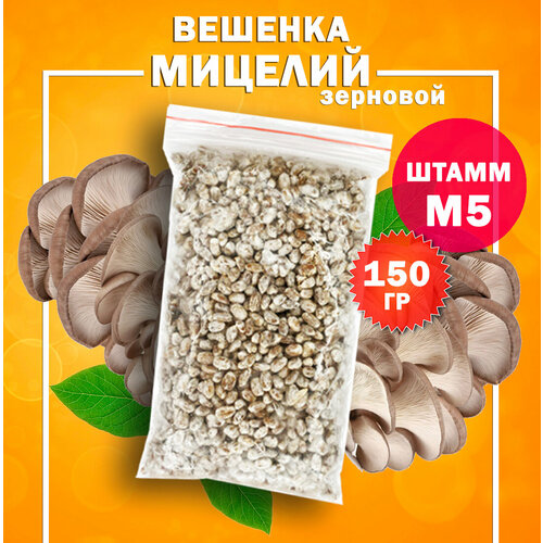 Мицелий вешенки зерновой, семена грибов (штамм М-5) - 150 гр.