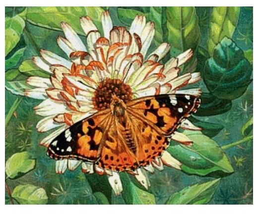 Алмазная живопись Набор алмазной вышивки Бабочка на цветке (АЖ-1205) 50х40 см