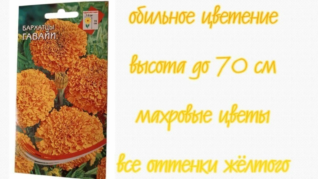 Бархатцы семена цветов сорт Гавайи прямостоячие. (3 упаковки семян) Невзыскательное к условиям произрастания обильноцветущее растение