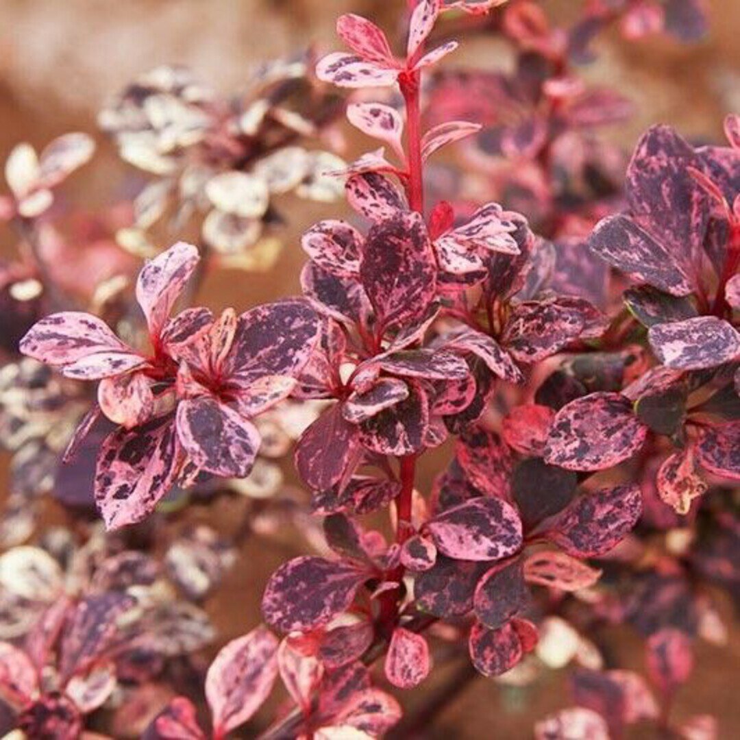 Барбарис Тунберга Арлекин (Berberis thunbergii Harlequin) / 1 шт