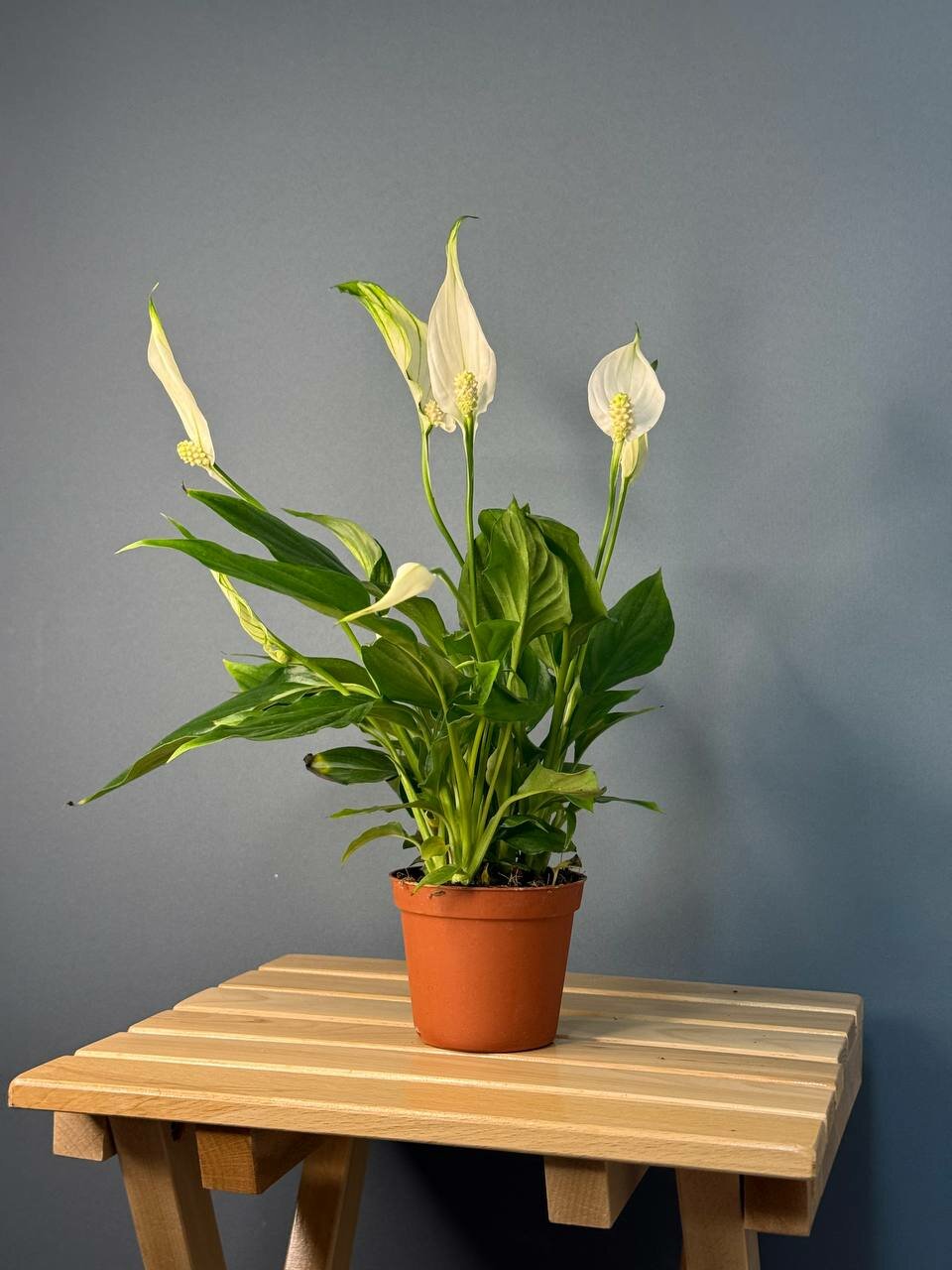 Миниатюрный спатифиллум «Женское счастье» — очаровательное комнатное растение для вашего интерьера