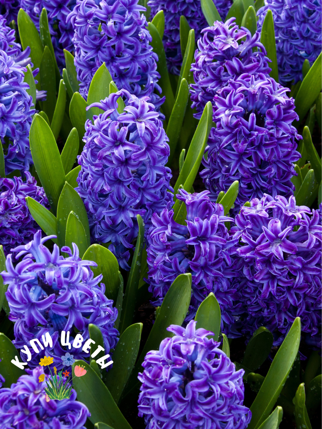 Луковицы цветов купи цветы Гиацинт Adrian (4 луковицы) фиолетовый
