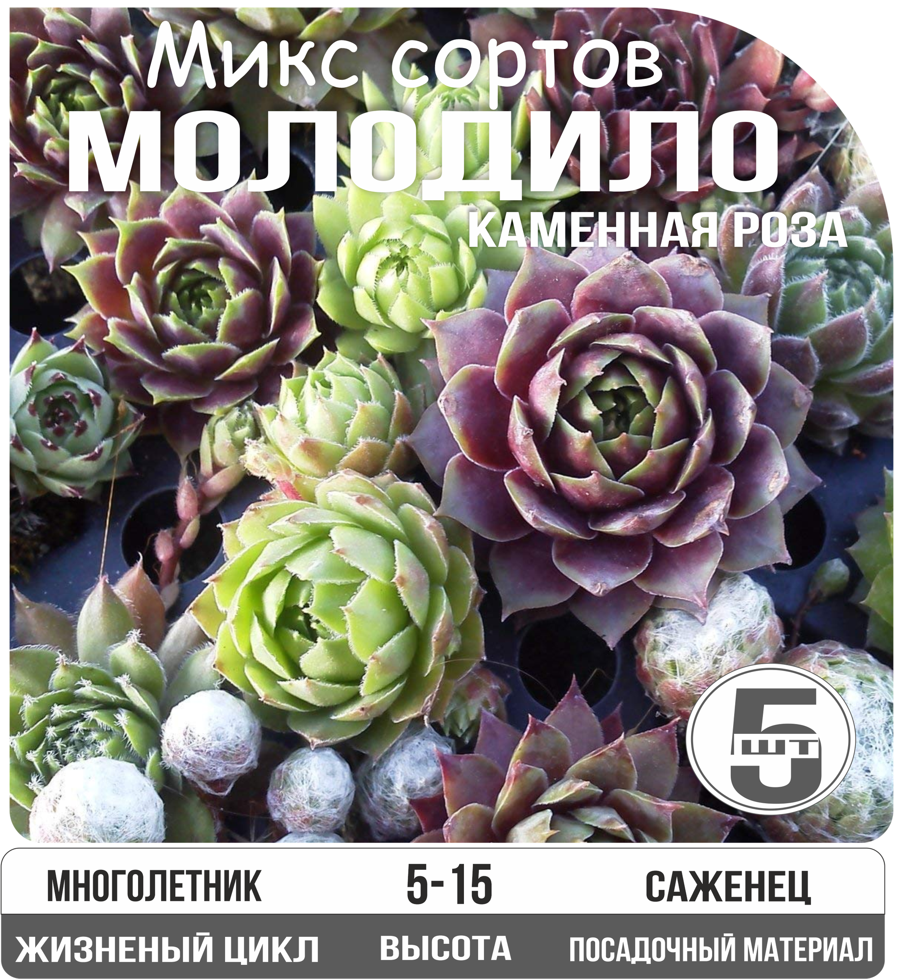 Молодило (каменная роза) микс сортов многолетнее 5 штук Eywa