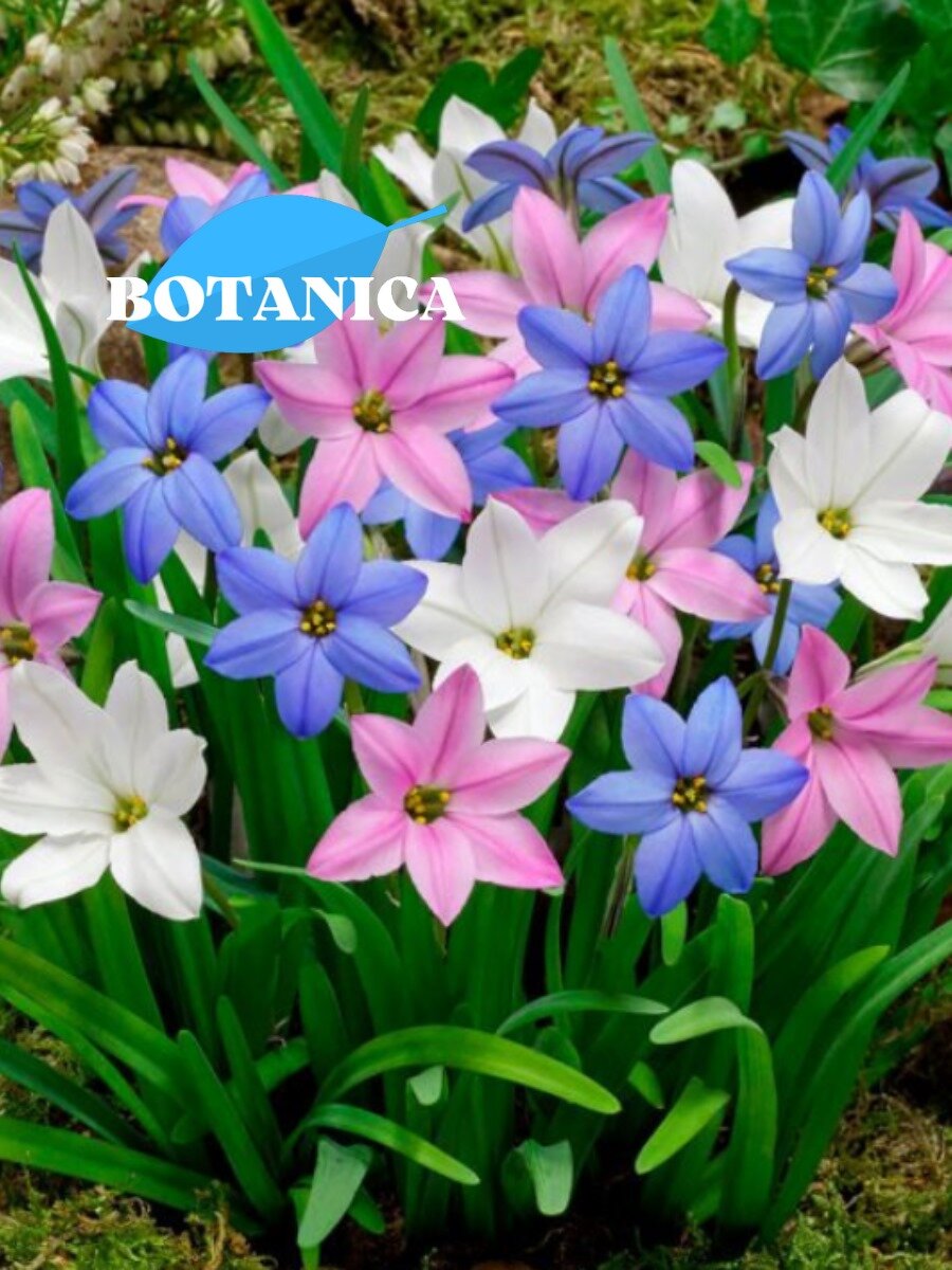 Луковицы цветов, botanica garden, Ифейон микс (10 штук) разноцветный