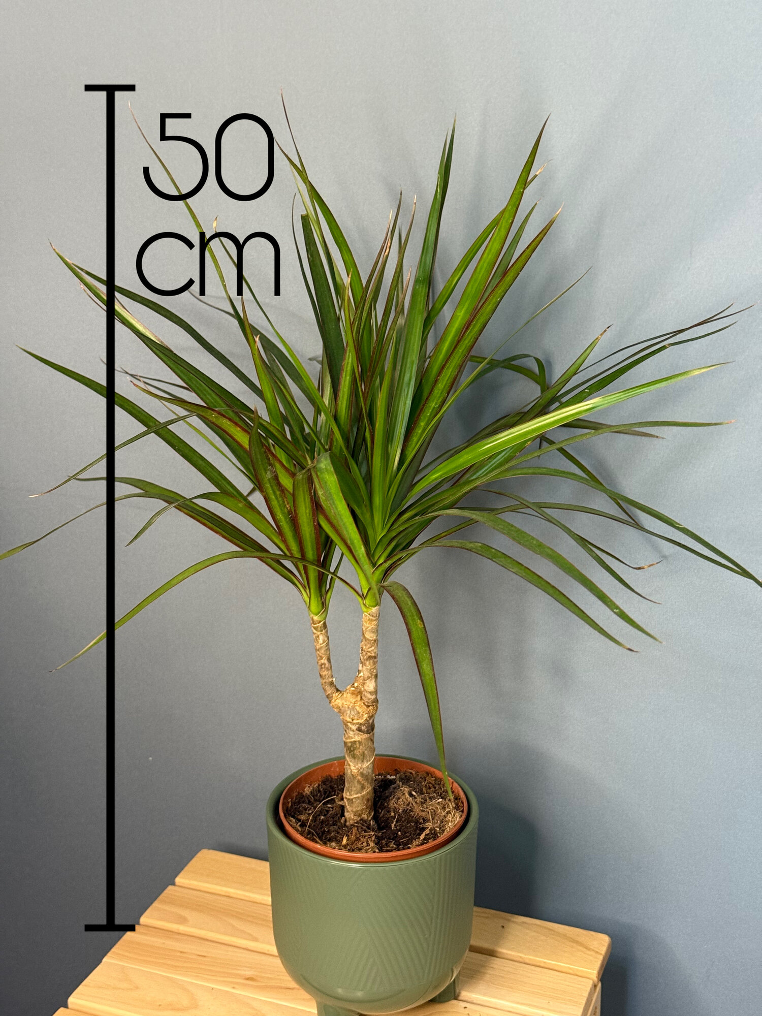 Драцена Маргината (Dracaena marginata) — изысканная классика для вашего дома и офиса