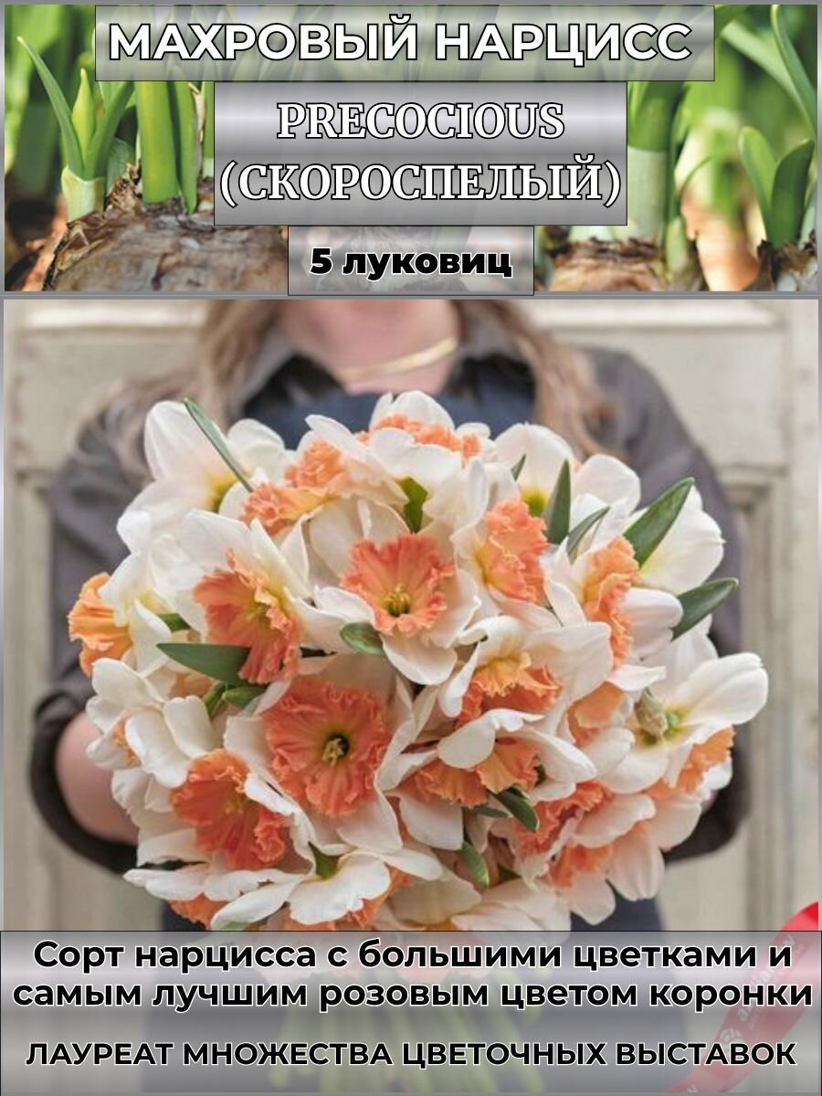 Нарцисс корончатый  луковицы на посадку 5 штук