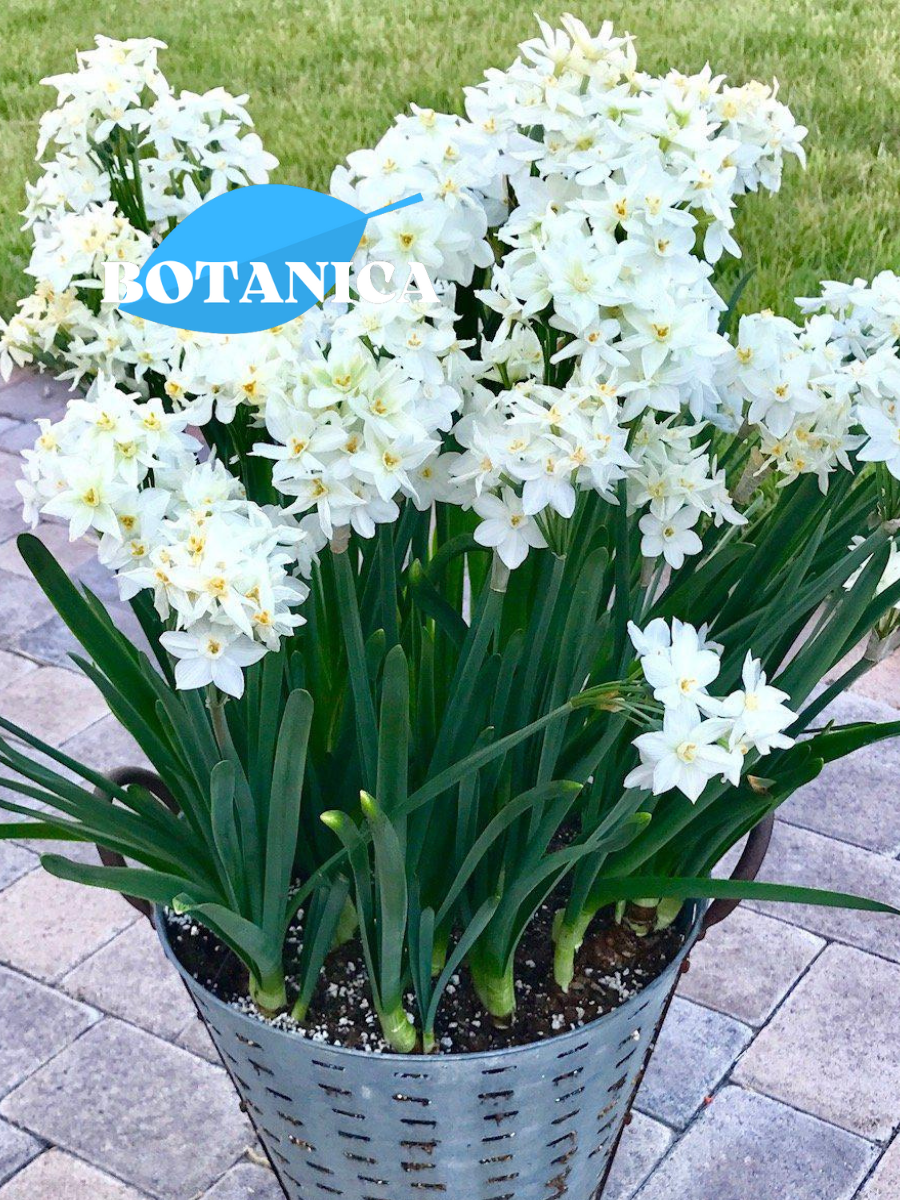 Луковицы цветов botanica garden нарцисс папервайт зива 5 штук