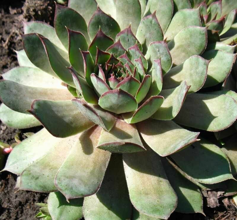 Каменная роза(Молодило) 1 шт.