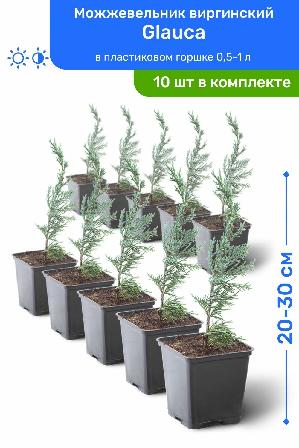 Можжевельник виргинский Glauca 20-30 см в пластиковом горшке 0,5-1 л, саженец, хвойное живое растение, комплект из 10 шт