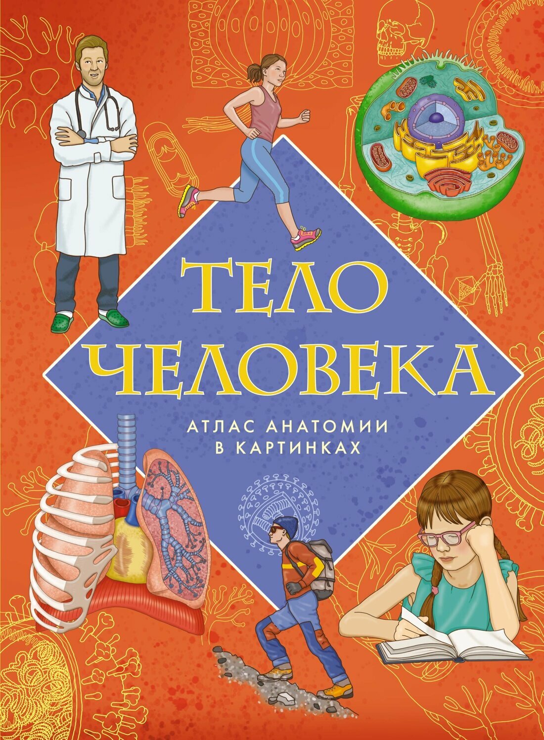 Тело человека. Атлас анатомии в картинках / Барсотти Э.