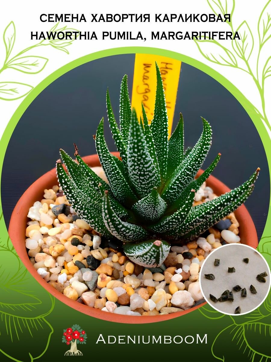 Семена Хавортия Карликовая, Жемчужная (5 шт.) /Haworthia Pumila, Margaritifera, семена редких комнатных цветов, суккулентов многолетних, цветущих растений/AdeniumBoom