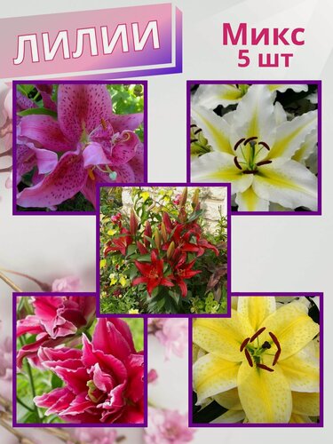Изображение товара Лилия луковицы, многолетние цветы для посадки, микс 5 шт