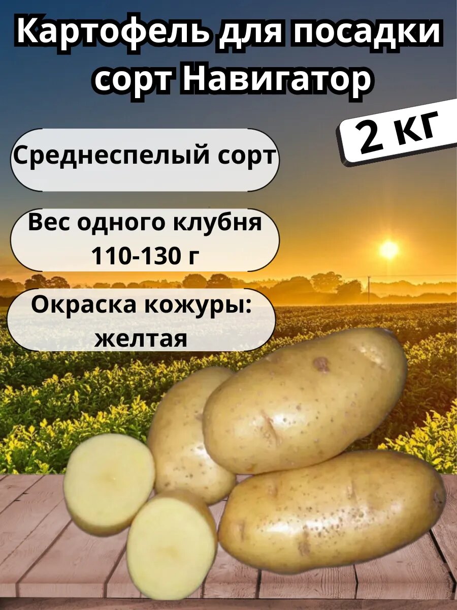 Картофель семенной 
