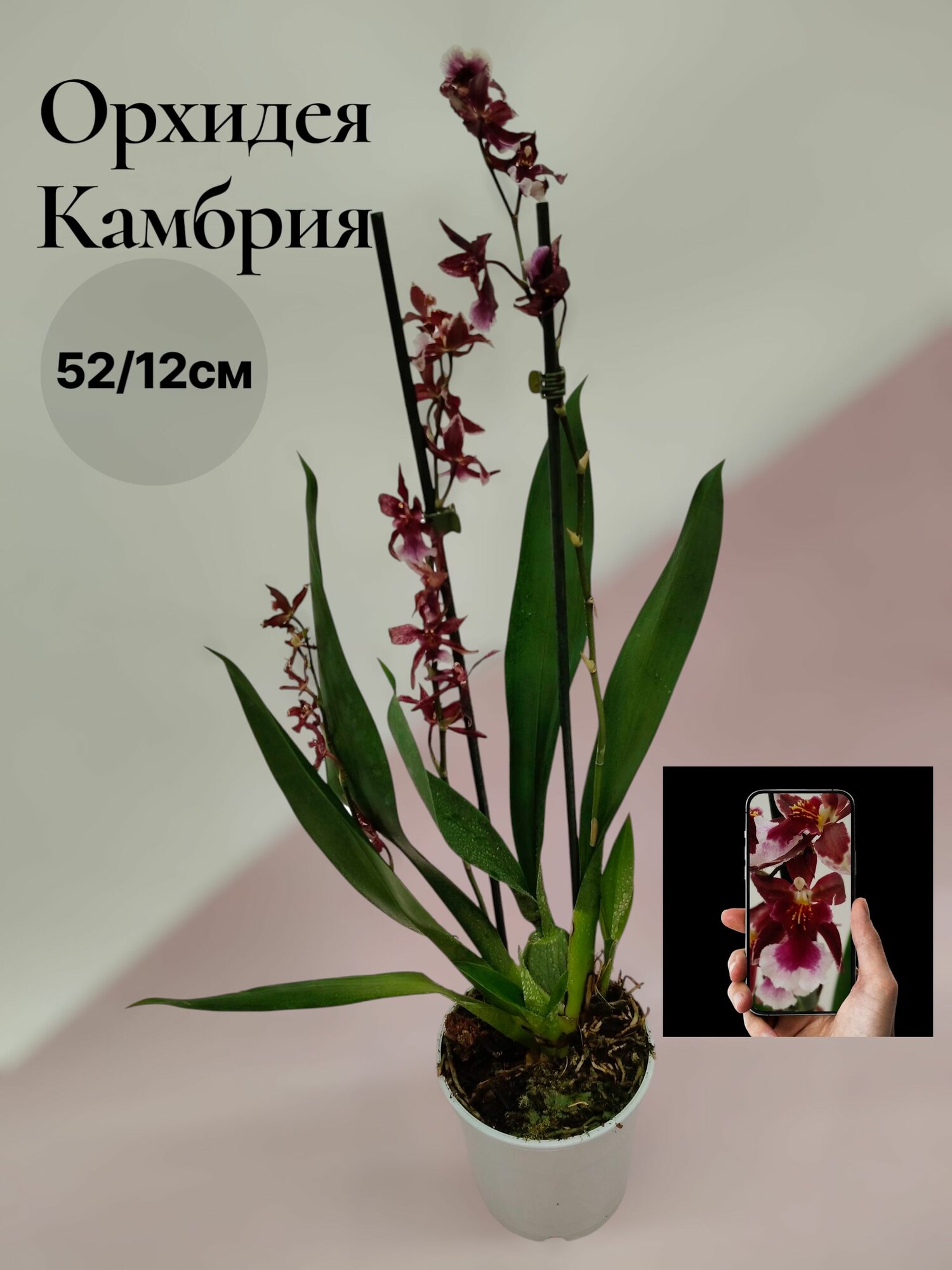 Орхидея Камбрия живая цветущая яркое комнатное растение экзотический цветок в горшке