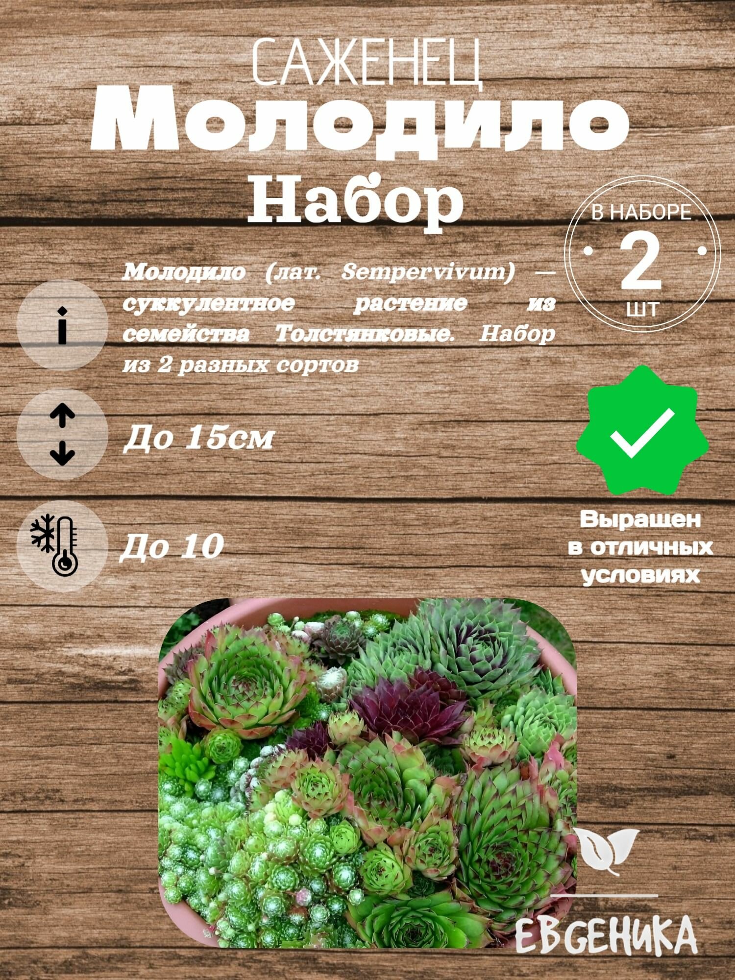 Молодило (Набор из 2)