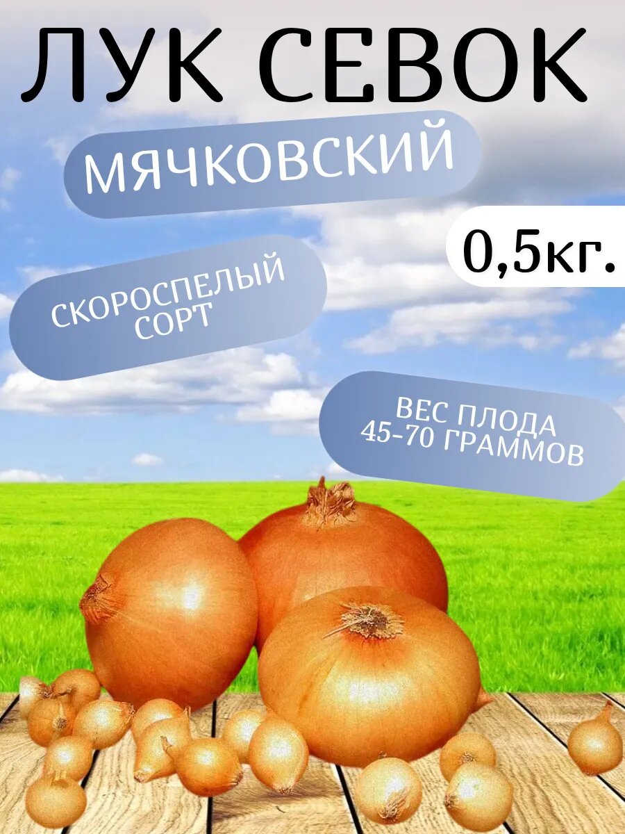 Лук севок 