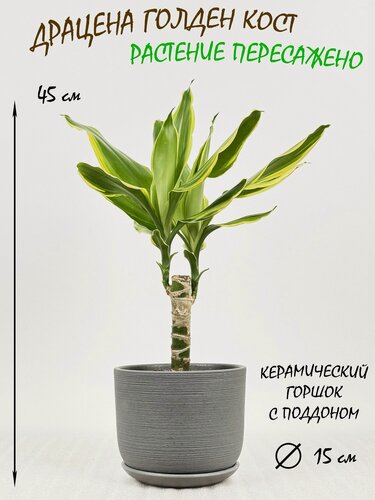 Изображение товара Драцена Голден Кост в сером керамическом горшке с поддоном, высота 40-45см
