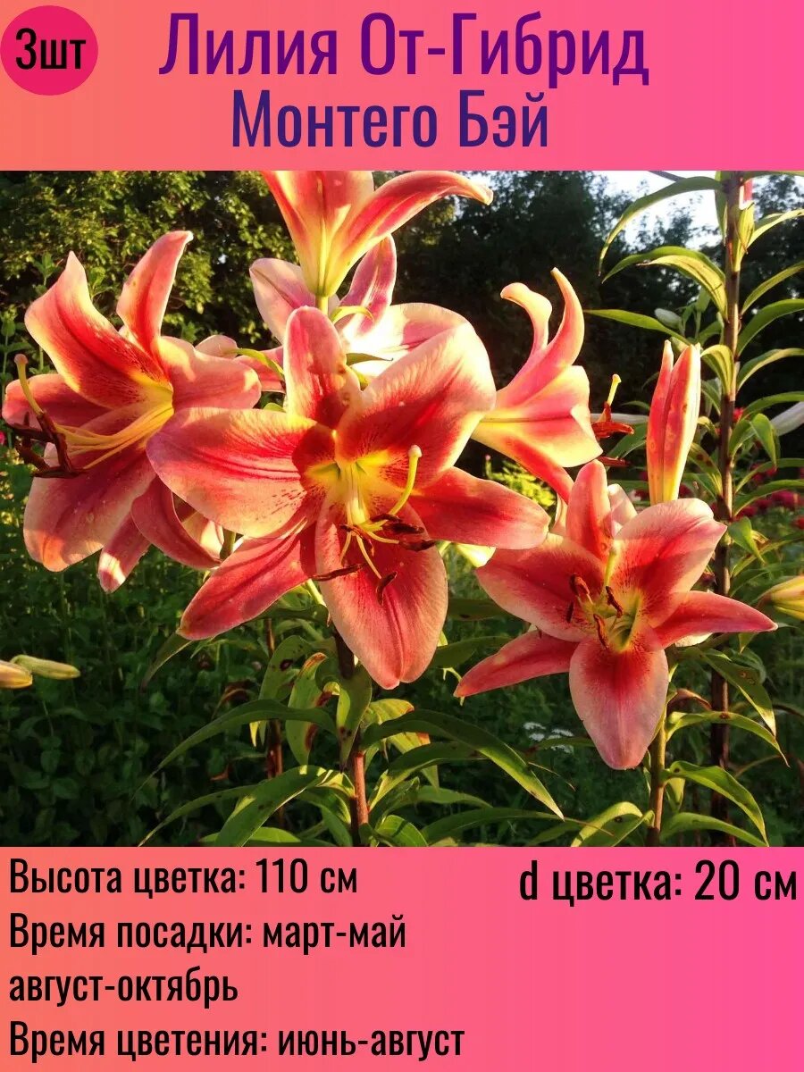 Лилии луковицы От-гибрид многолетние 3 штуки