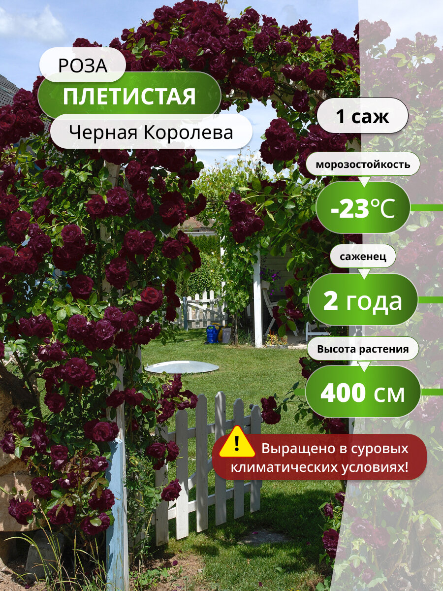 Роза плетистая Черная королева, 1 шт, бордовая, черная, сильнорослая