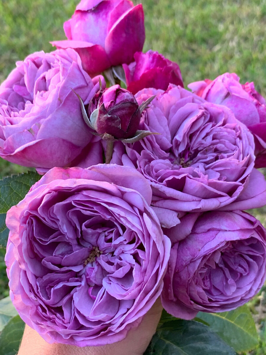 Роза чайно-гибридная "Блю Скай Фри" 1 саж многолетняя фиолетовая