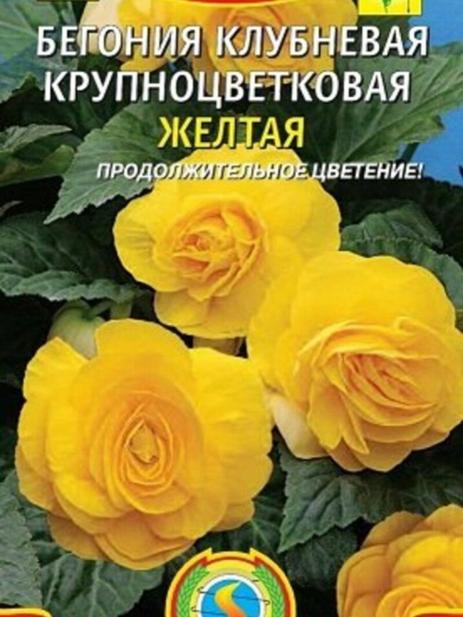 Семена Бегония клубневая крупноцветковая Желтая 5 шт Плазменные семена
