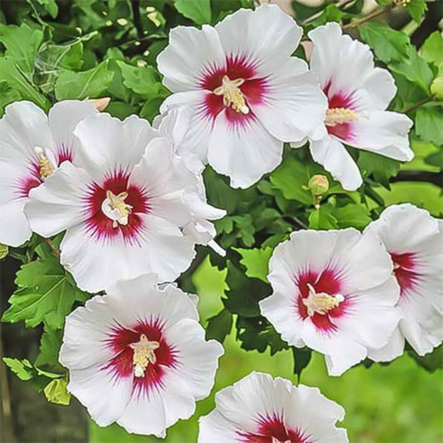 Гибискус сирийский Ред Харт (Hibiscus syriacus Red Heart) / 1 шт