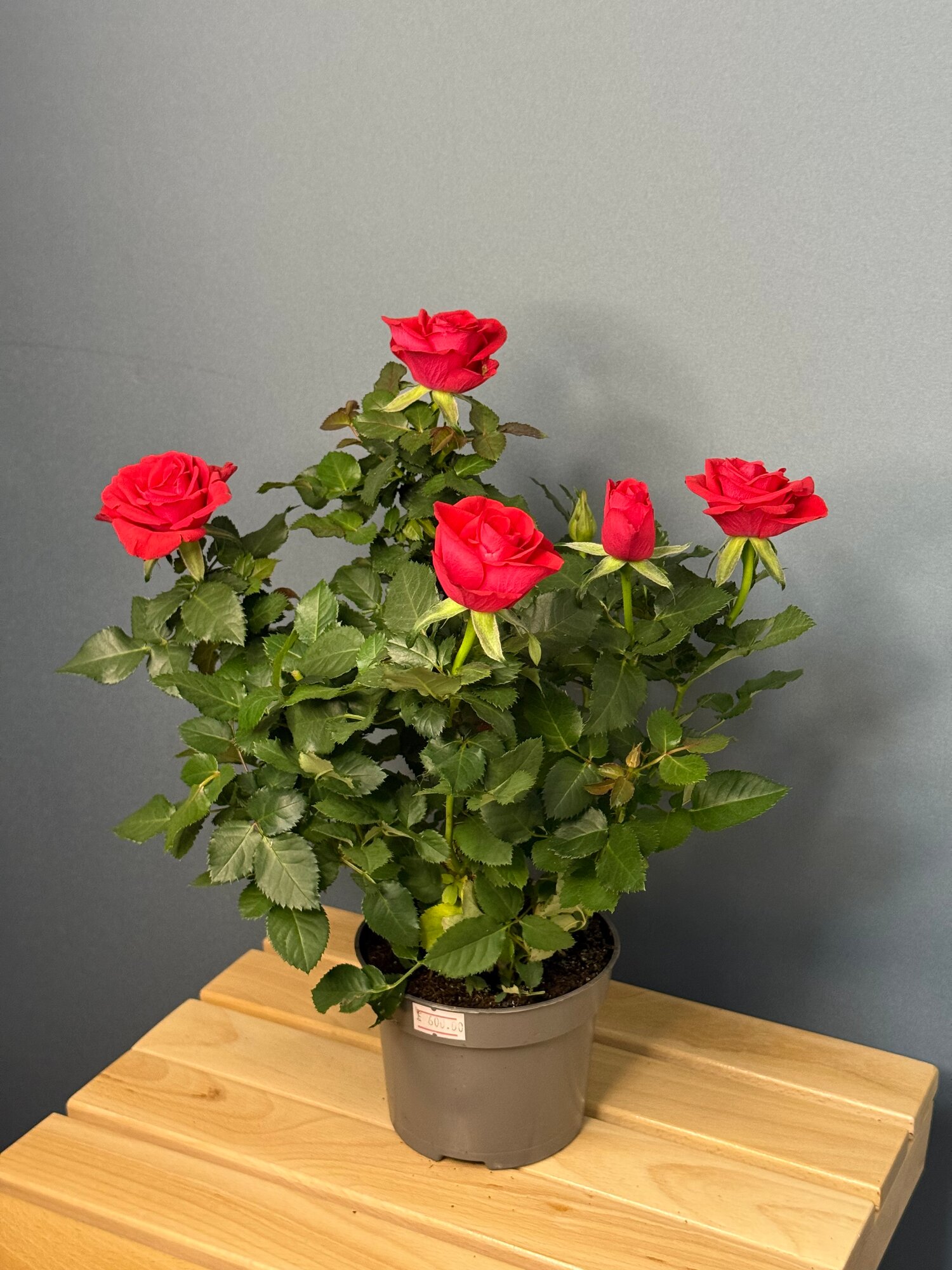 Кустовая роза красная (Rosa hybrida) — элегантное цветущее украшение для дома и сада